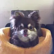 グリン