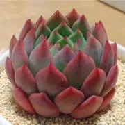 にょんにょ