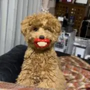 犬っころの画像