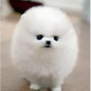 まりりん