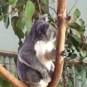 AKの画像