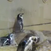 soの画像