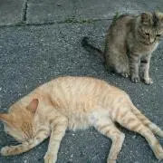 かっちー