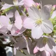 ハルハルの画像