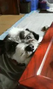 かっきー