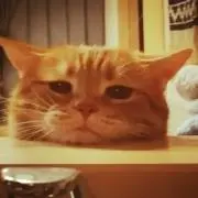 LEON君の画像