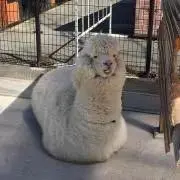 aoioaの画像