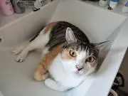 のんちゃんの画像