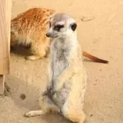 る　多忙のため発送遅くなりますの画像