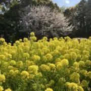あっぷるぱいの画像