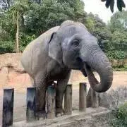 【匿名配送】えれふぁん太郎の画像