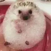はりねずみのシャンプーの画像
