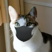 びわの画像