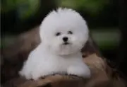 emの画像