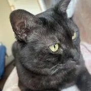Image of ルルゥ