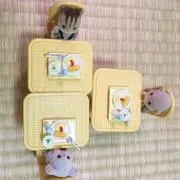 せっちゃんの画像