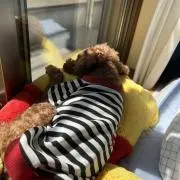 きぴの画像