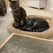 ソムタムの画像
