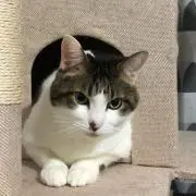 にるの画像