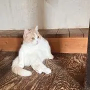 たま