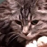 とらむすめ