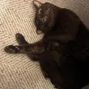 なおぶた