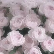 にょんの画像