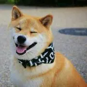 ✨しょっぷ柴✨の画像