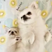 トマト☆プロフィールお読み下さい☆の画像