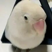 wataの画像
