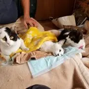 サッチ