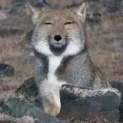 チャーリー