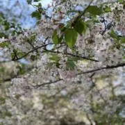 さくの画像