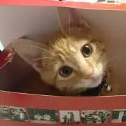 あっこ✨の画像