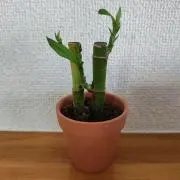 HiroRinの画像