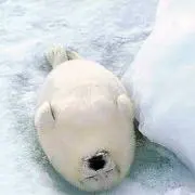 ˙˚ ᕱ⑅ᕱ ˚˙