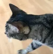 あいの画像