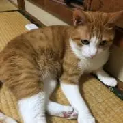 ゆき