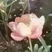 チャーミピンクの画像