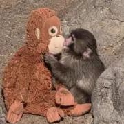 ちっくんの画像