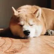 こつめの画像