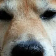 裕司