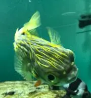 akの画像
