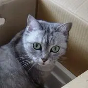たぬき