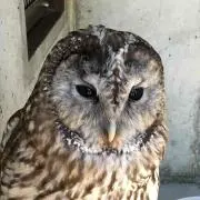 黒太郎の画像