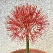 kokoの画像