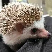 こぴの画像