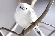 クリスタルローズの画像