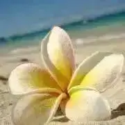 彩