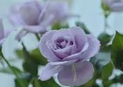 メガネっこ